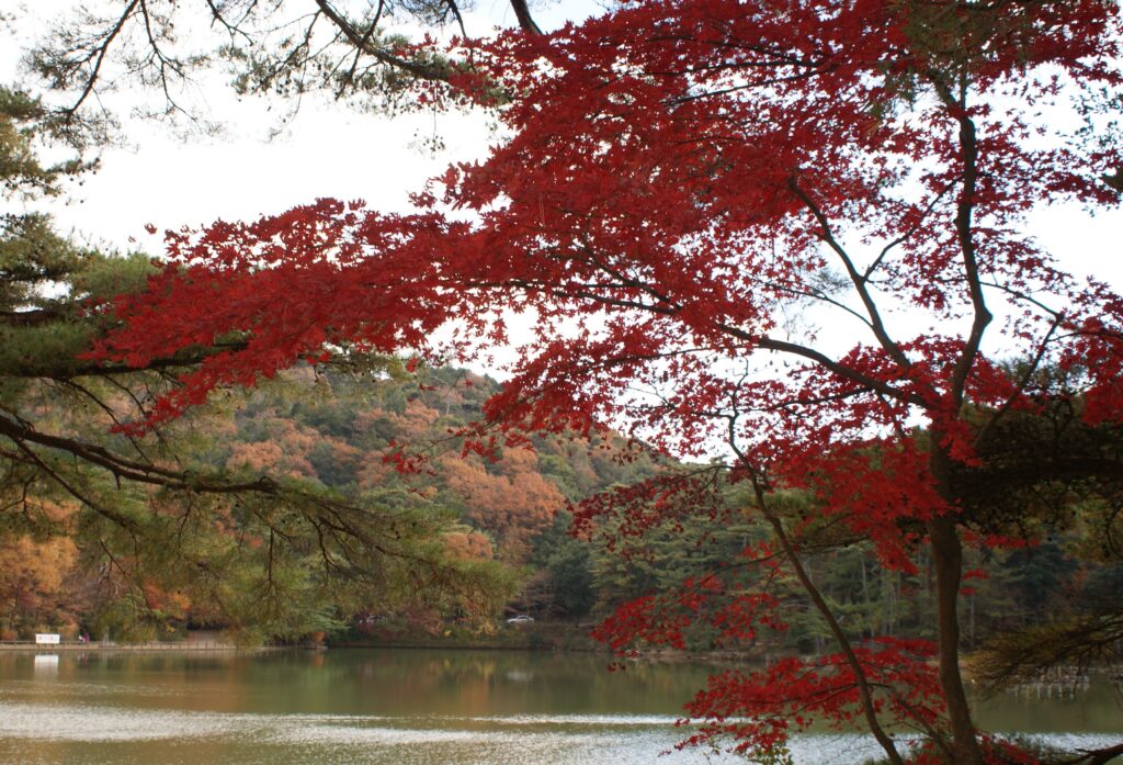 画像に alt 属性が指定されていません。ファイル名: DSC04133-2-1024x697.jpg