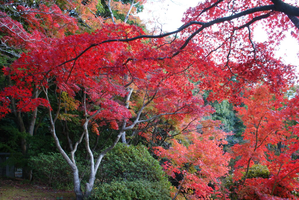 画像に alt 属性が指定されていません。ファイル名: DSC06173-1024x685.jpg