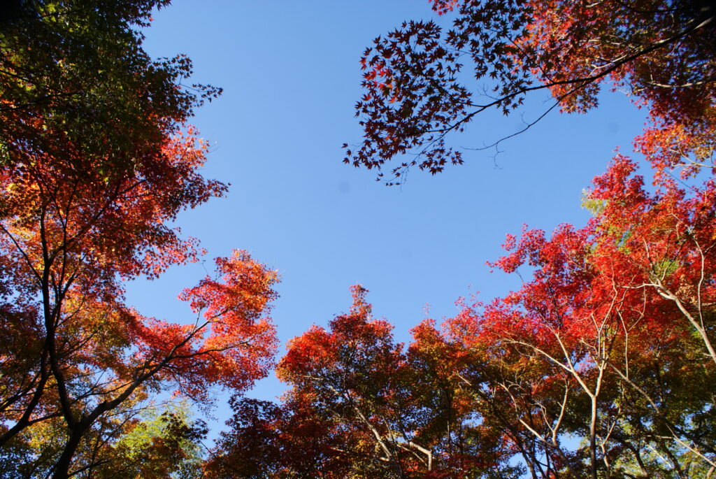 画像に alt 属性が指定されていません。ファイル名: DSC09611-1024x685.jpg