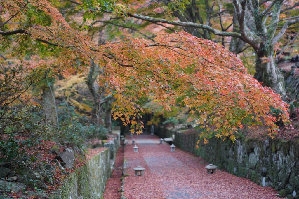 画像に alt 属性が指定されていません。ファイル名: DSC00755-1024x683.jpg