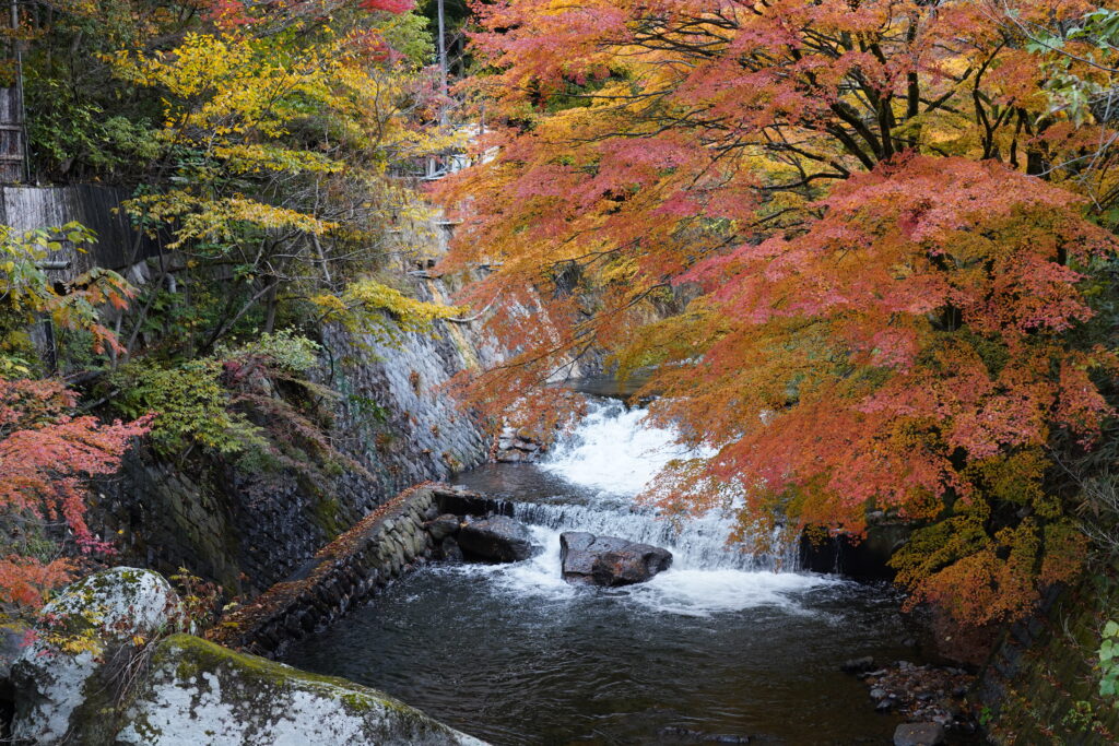 画像に alt 属性が指定されていません。ファイル名: DSC03526-1024x683.jpg