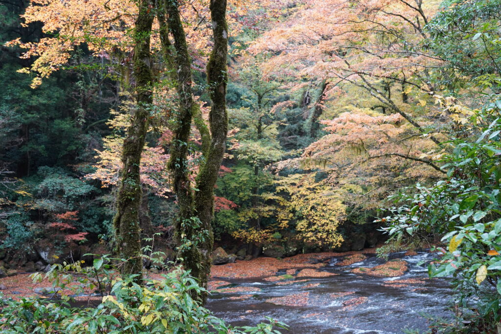 画像に alt 属性が指定されていません。ファイル名: DSC03723-1024x683.jpg